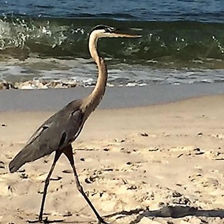 Phoenix Gulf Shores 1203 By Bender Vacation Rentals المظهر الخارجي الصورة